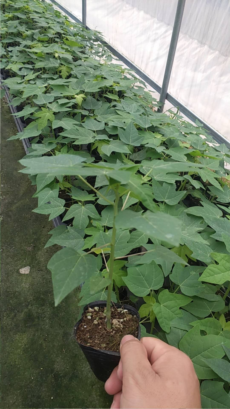 大青红肉木瓜苗，种植4个月后可开花结果