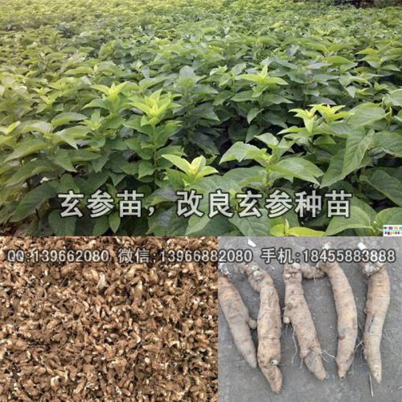 玄参苗，改良玄参种苗，元参苗批发价格