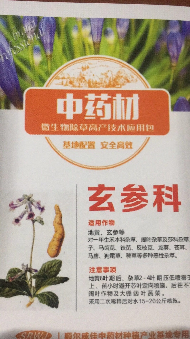 玄参苗，改良玄参种苗，元参苗批发价格