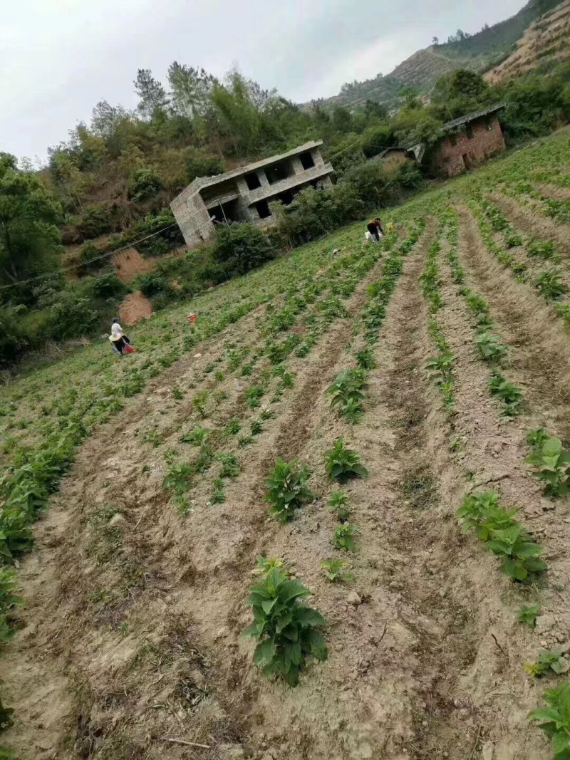 玄参苗，改良玄参种苗，元参苗批发价格