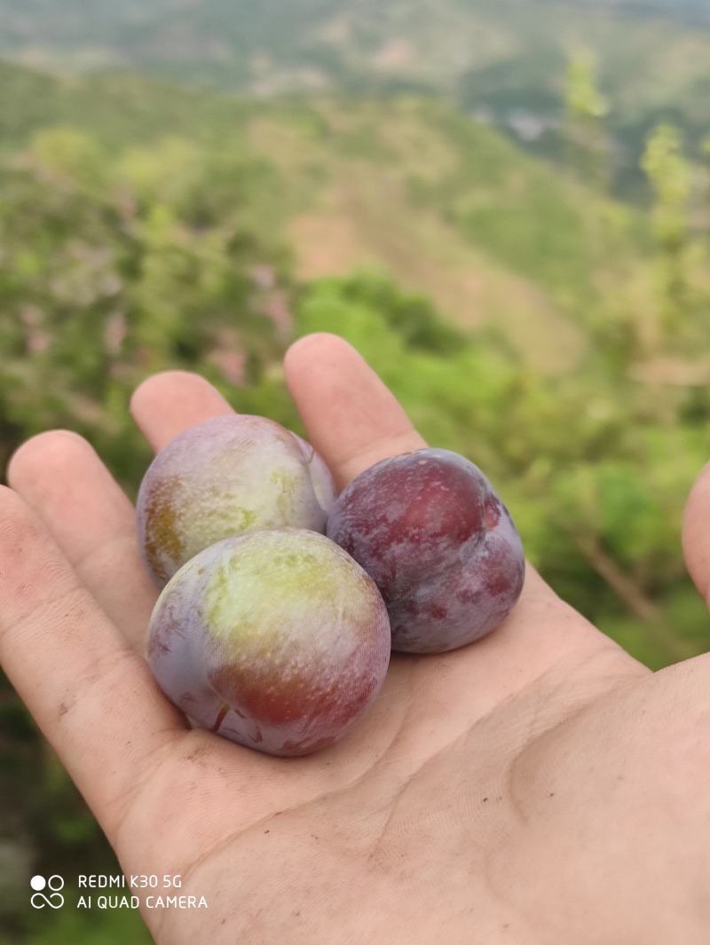 脆红李达州花果山