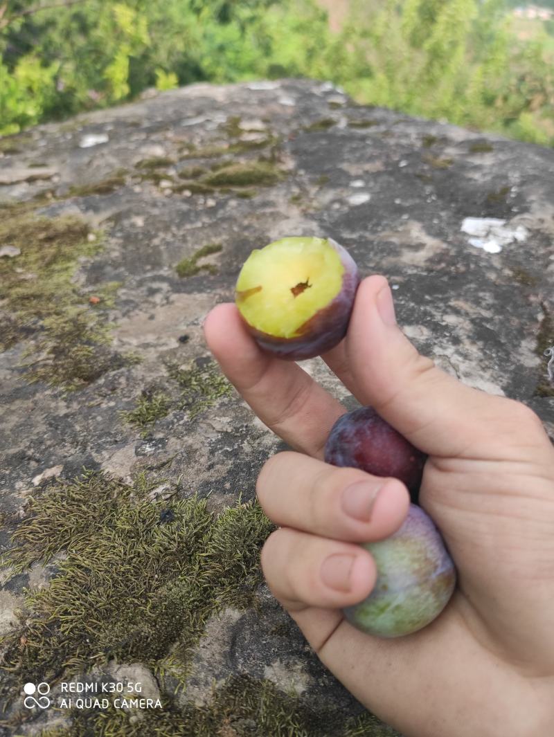 脆红李达州花果山