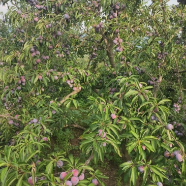 脆红李达州花果山