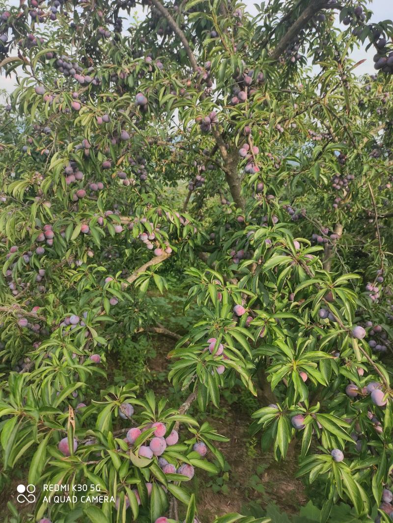 脆红李达州花果山