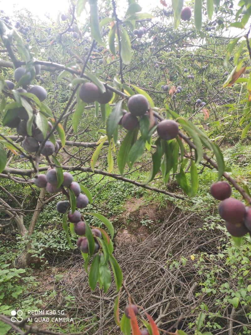 脆红李达州花果山