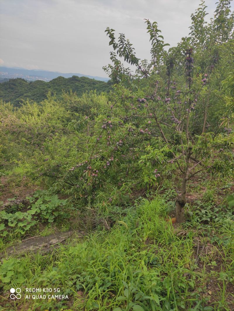 脆红李达州花果山