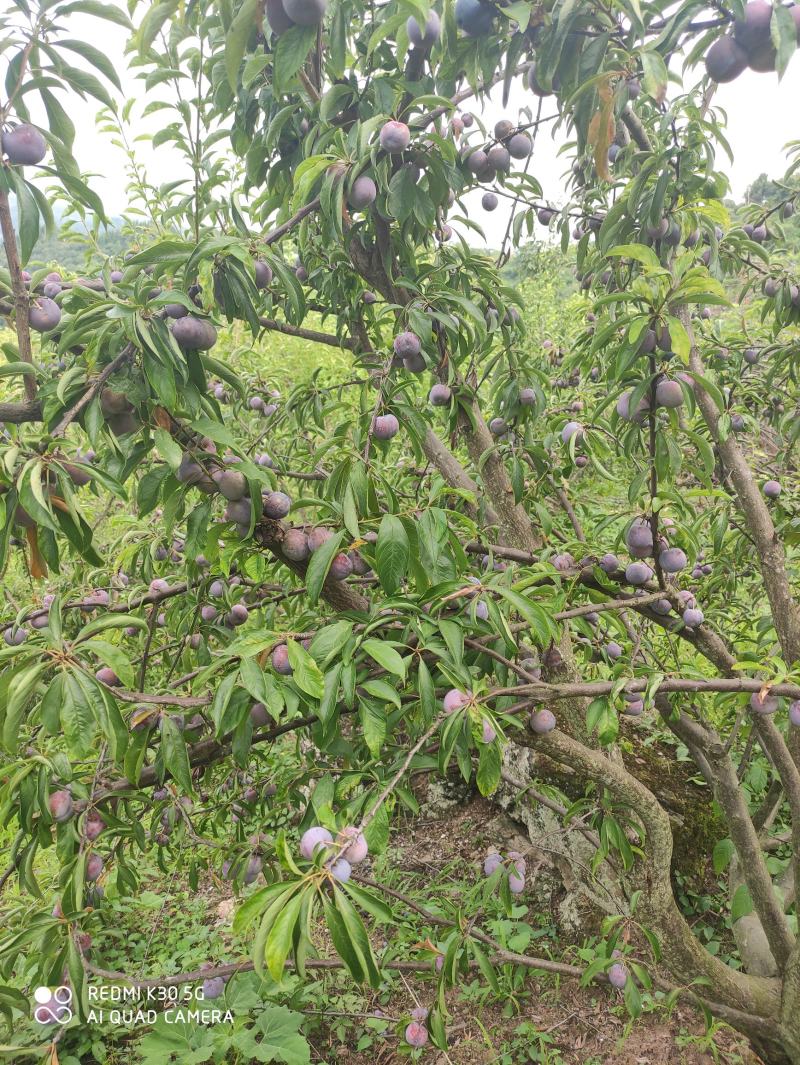 脆红李达州花果山