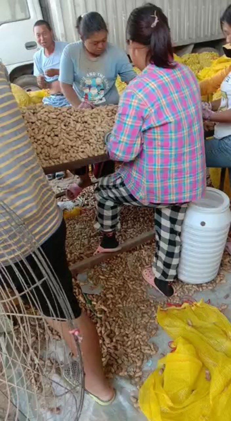 鲜花生，基地直供，白沙系列，豫花系列，鲁花系列，罗汉果。
