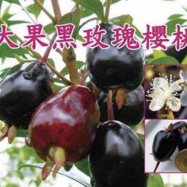 巴西甜樱桃苗，黑玫瑰大樱桃苗，带土发货，