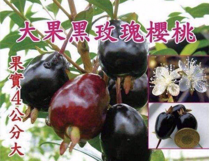 巴西甜樱桃苗，黑玫瑰大樱桃苗，带土发货，