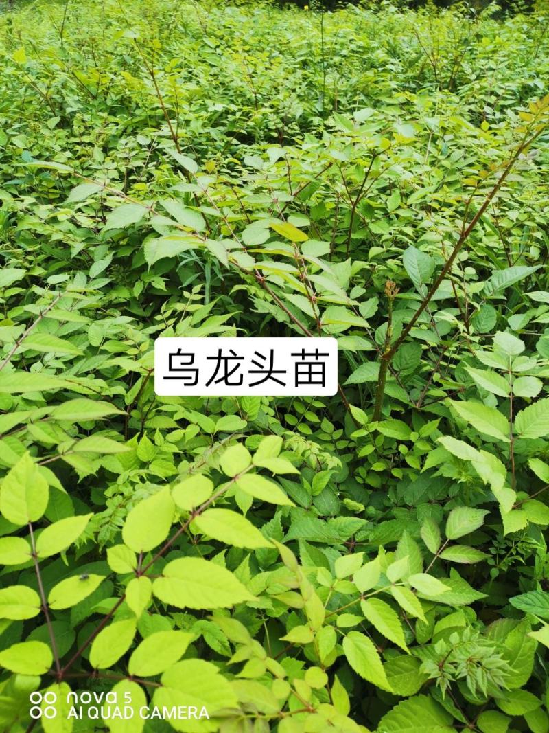 青海云杉苗20cm至35cm