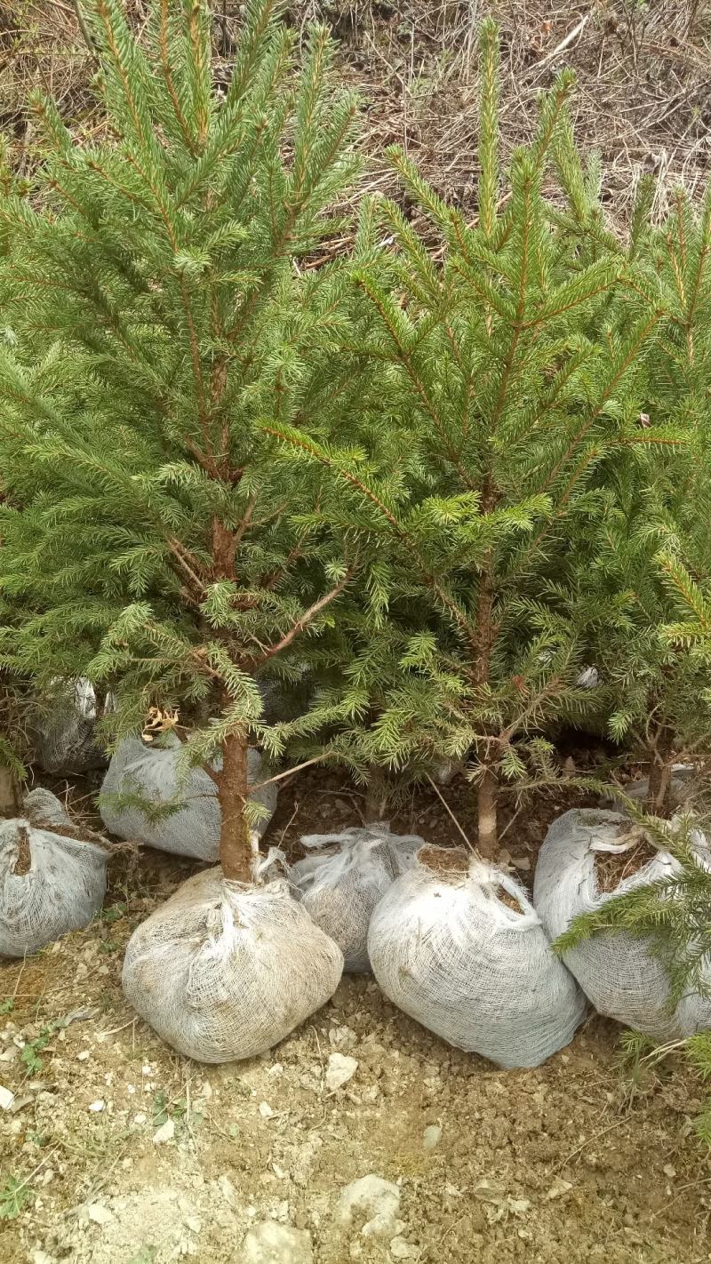 青海云杉苗20cm至35cm