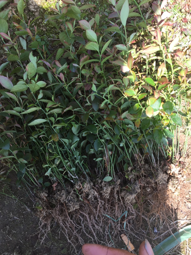 桃形李树苗桃形李小苗精品桃形李苗嵊州