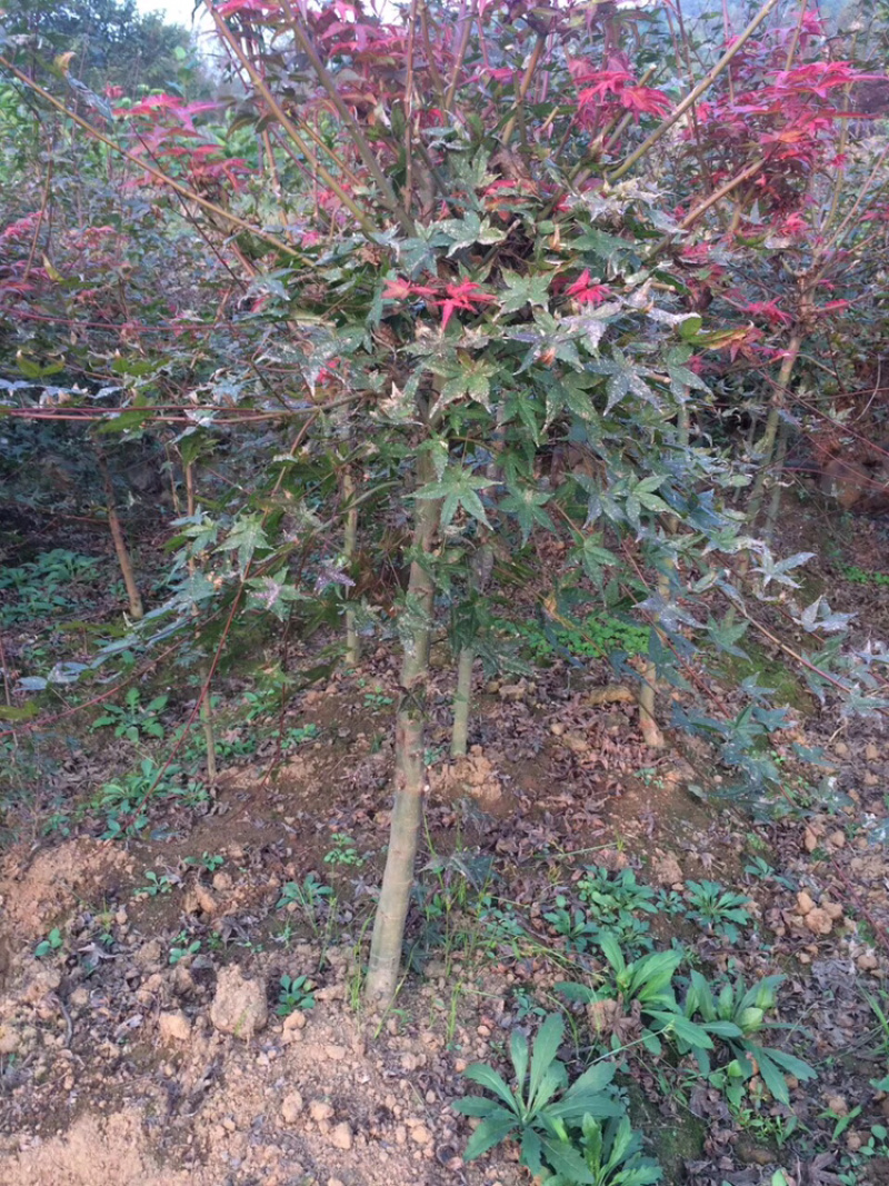 桃形李树苗桃形李小苗精品桃形李苗嵊州