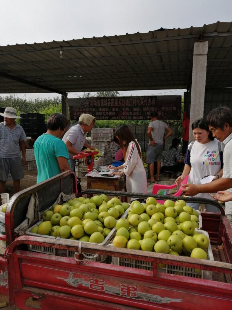 皇冠梨