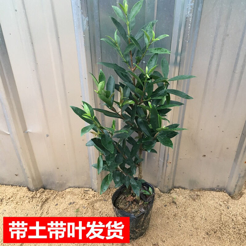 巴西甜樱桃苗，黑玫瑰大樱桃苗，带土发货，