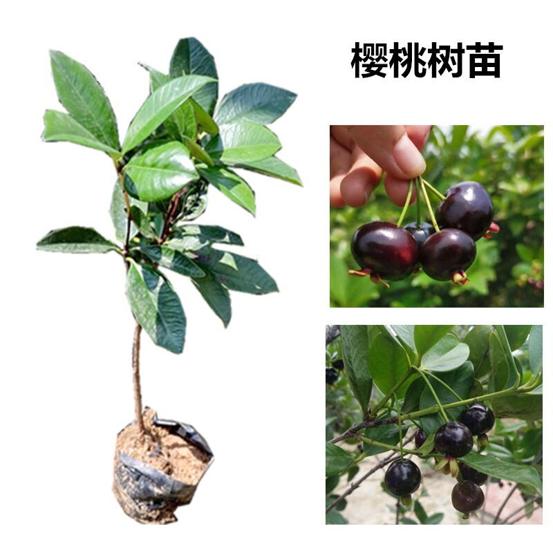 巴西甜樱桃苗，黑玫瑰大樱桃苗，带土发货，
