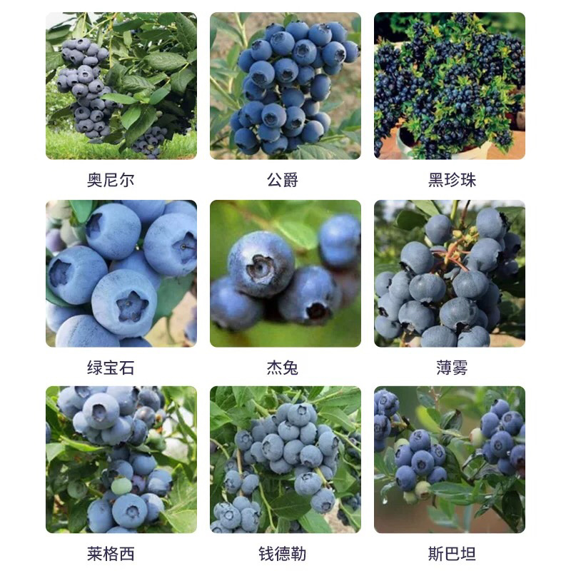 蓝莓苗常年供货基地直发包成活期待合作