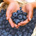 蓝莓苗常年供货基地直发包成活期待合作