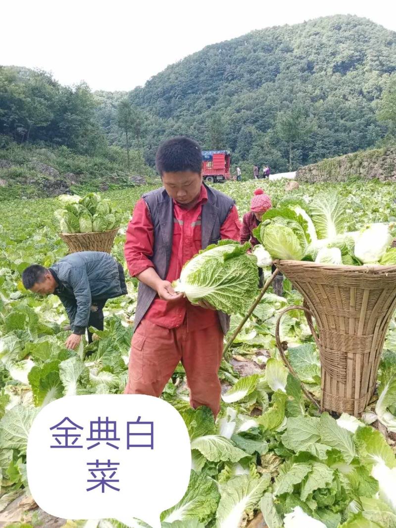 金典大白菜种子，抗根肿白菜种子，根腐病种子，耐运输白菜种