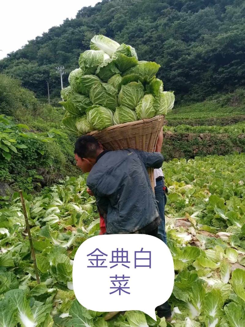 金典大白菜种子，抗根肿白菜种子，根腐病种子，耐运输白菜种