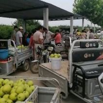 河南虞城万亩果园皇冠梨产区……