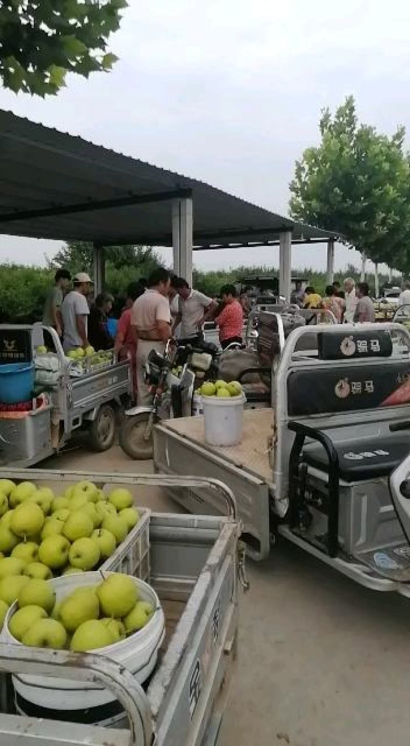 河南虞城万亩果园皇冠梨产区……