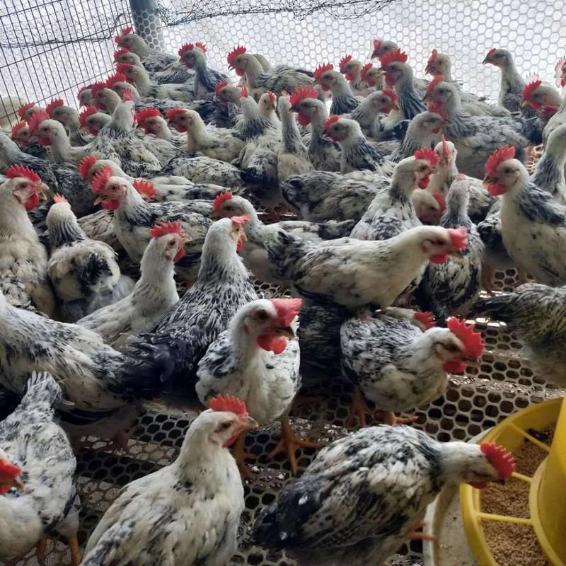 红色元宝鸡活体全国发货观赏鸡种鸡