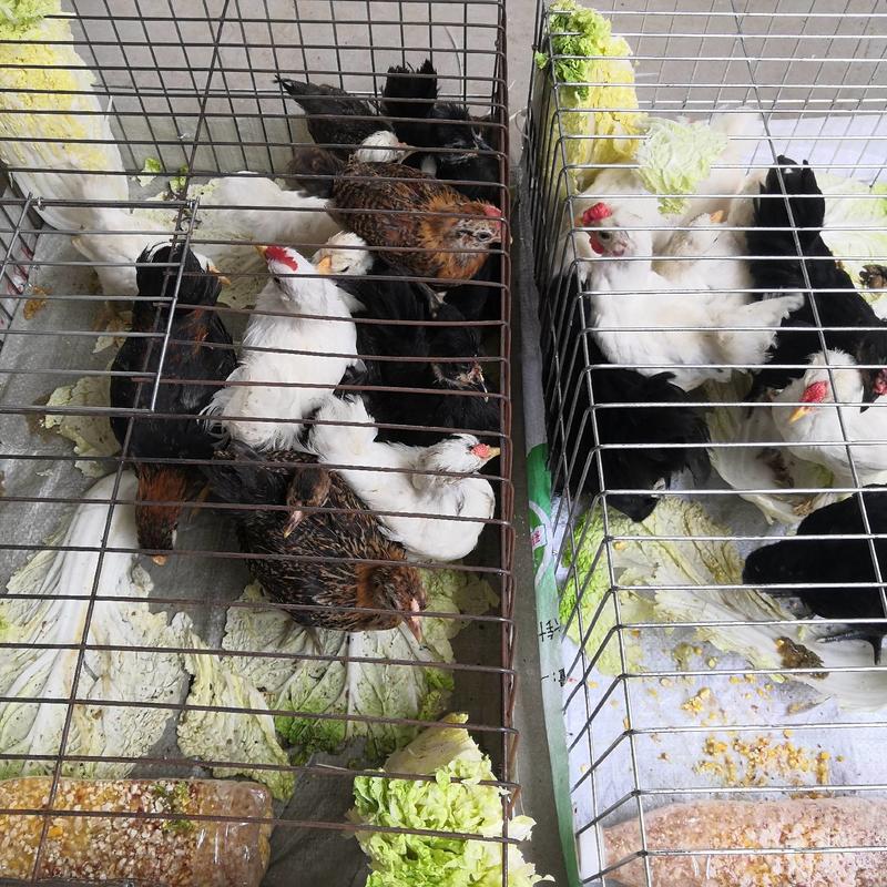 红色元宝鸡活体全国发货观赏鸡种鸡