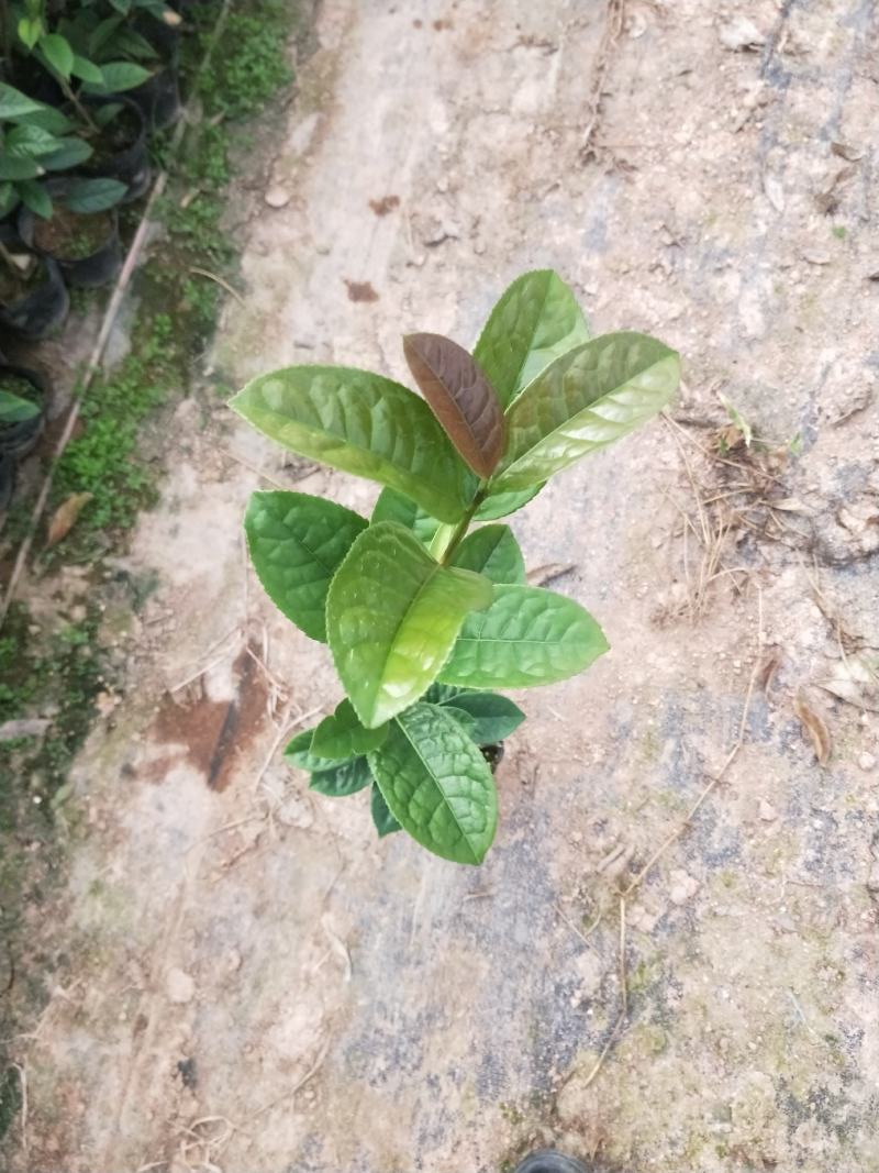 茶花苗，赤丹，香妃，金花茶，四季茶花福建龙岩永福基地直销