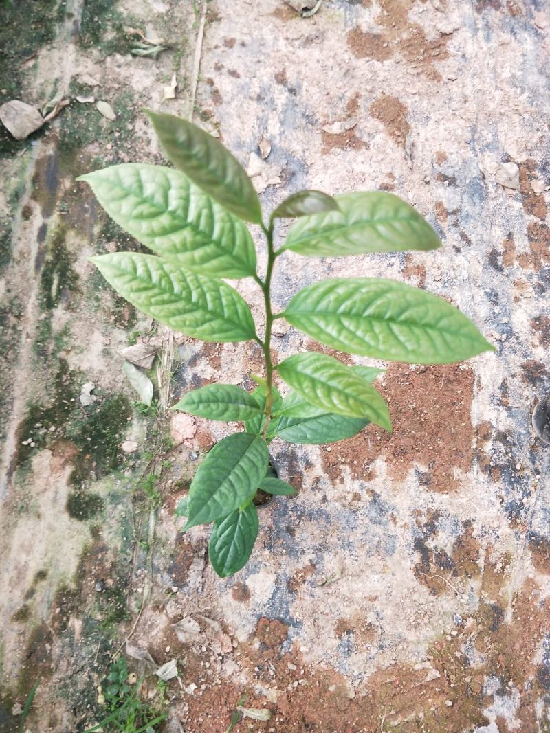 茶花苗，赤丹，香妃，金花茶，四季茶花福建龙岩永福基地直销