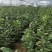 茶花苗，赤丹，香妃，金花茶，四季茶花福建龙岩永福基地直销