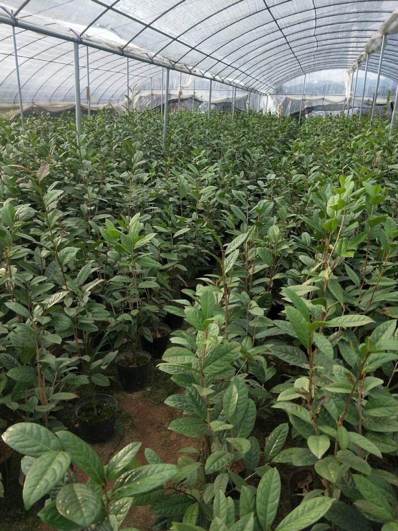 茶花苗，赤丹，香妃，金花茶，四季茶花福建龙岩永福基地直销
