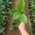 茶花苗，赤丹，香妃，金花茶，四季茶花福建龙岩永福基地直销