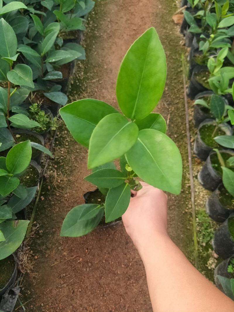 茶花苗，赤丹，香妃，金花茶，四季茶花福建龙岩永福基地直销