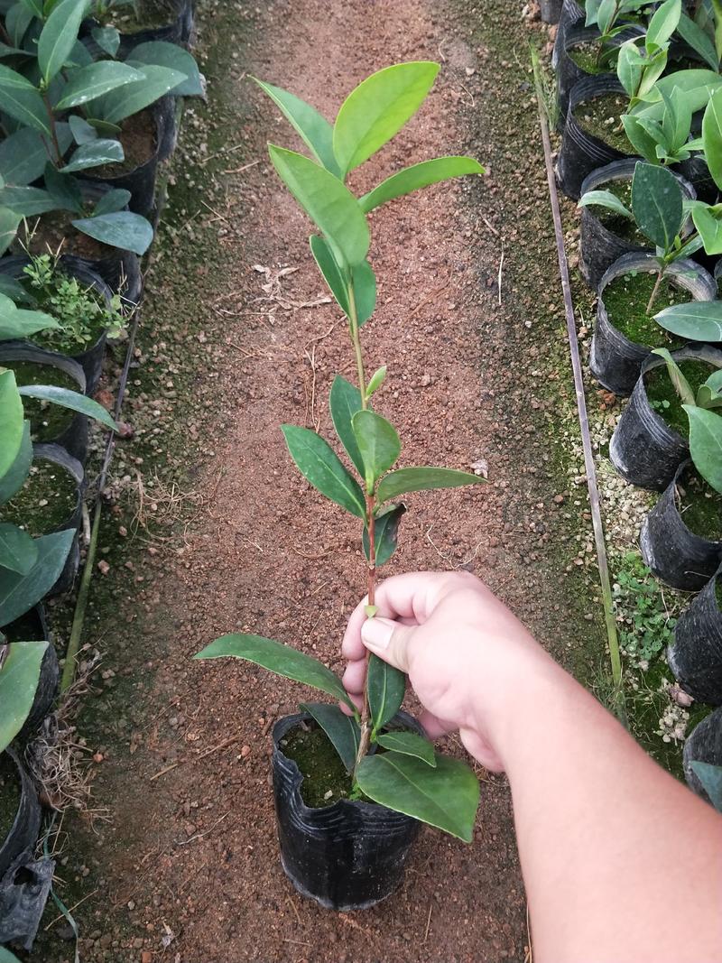 茶花苗，赤丹，香妃，金花茶，四季茶花福建龙岩永福基地直销