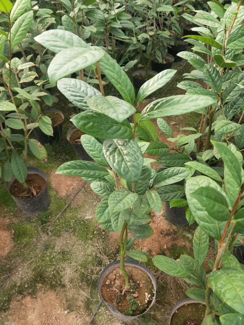茶花苗，赤丹，香妃，金花茶，四季茶花福建龙岩永福基地直销