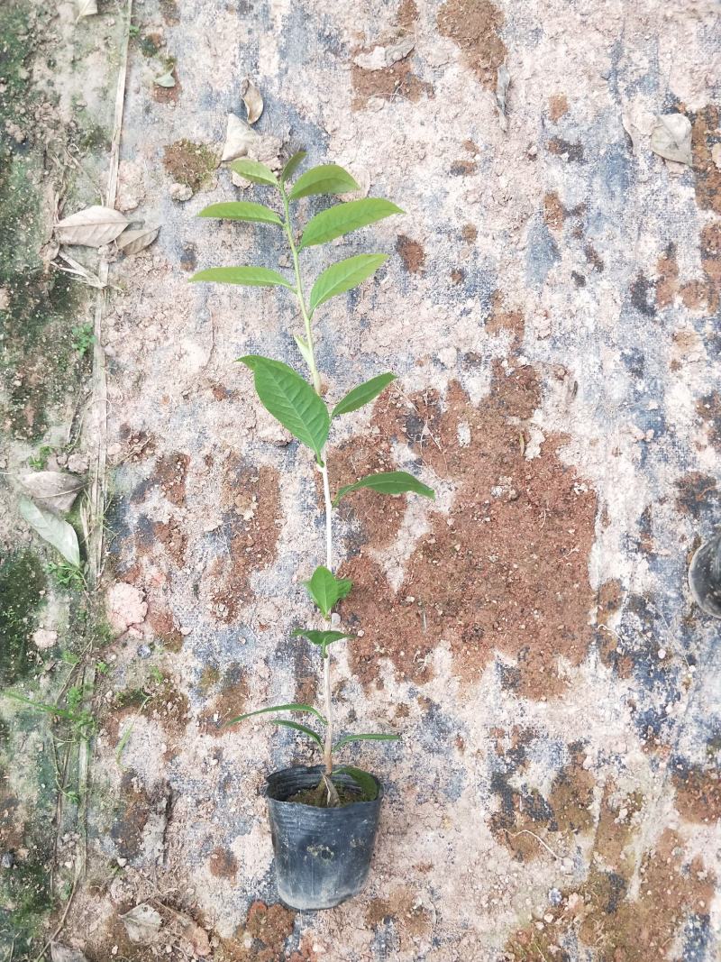 茶花苗，赤丹，香妃，金花茶，四季茶花福建龙岩永福基地直销