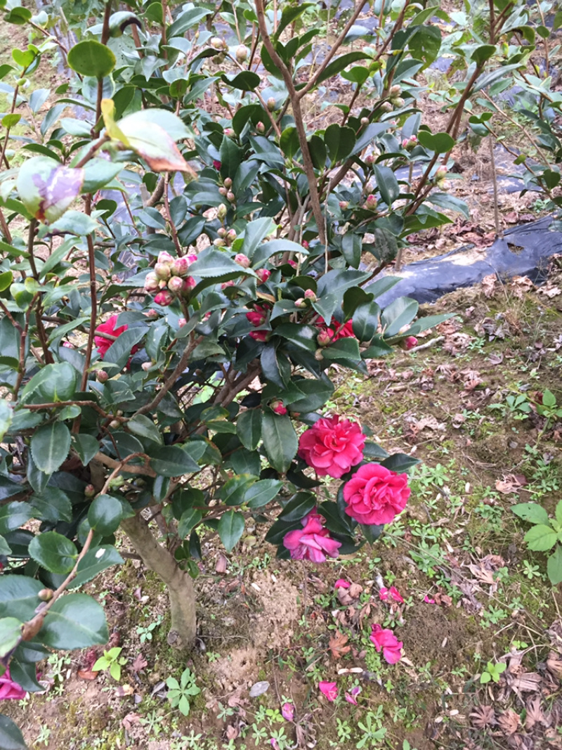 白沙枇杷苗枇杷当年苗果树精品苗枇杷小苗