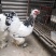 小型观赏鸡各种颜色的元宝鸡