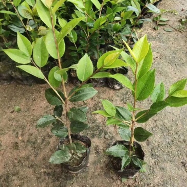 茶花苗，赤丹，香妃，金花茶，四季茶花福建龙岩永福基地直销