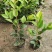 茶花苗，赤丹，香妃，金花茶，四季茶花福建龙岩永福基地直销