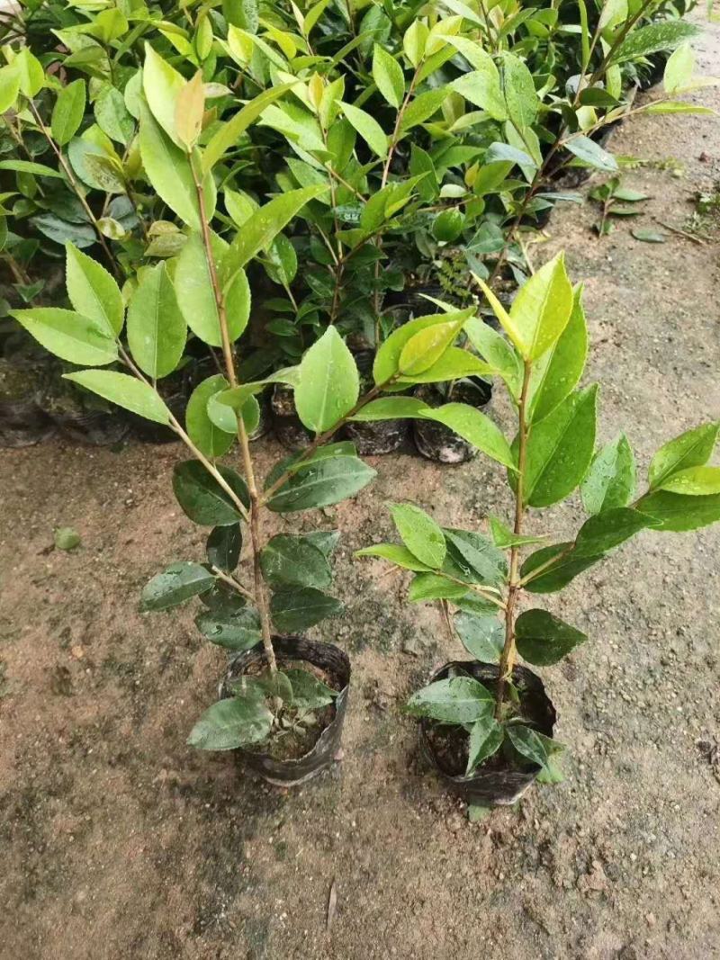 茶花苗，赤丹，香妃，金花茶，四季茶花福建龙岩永福基地直销