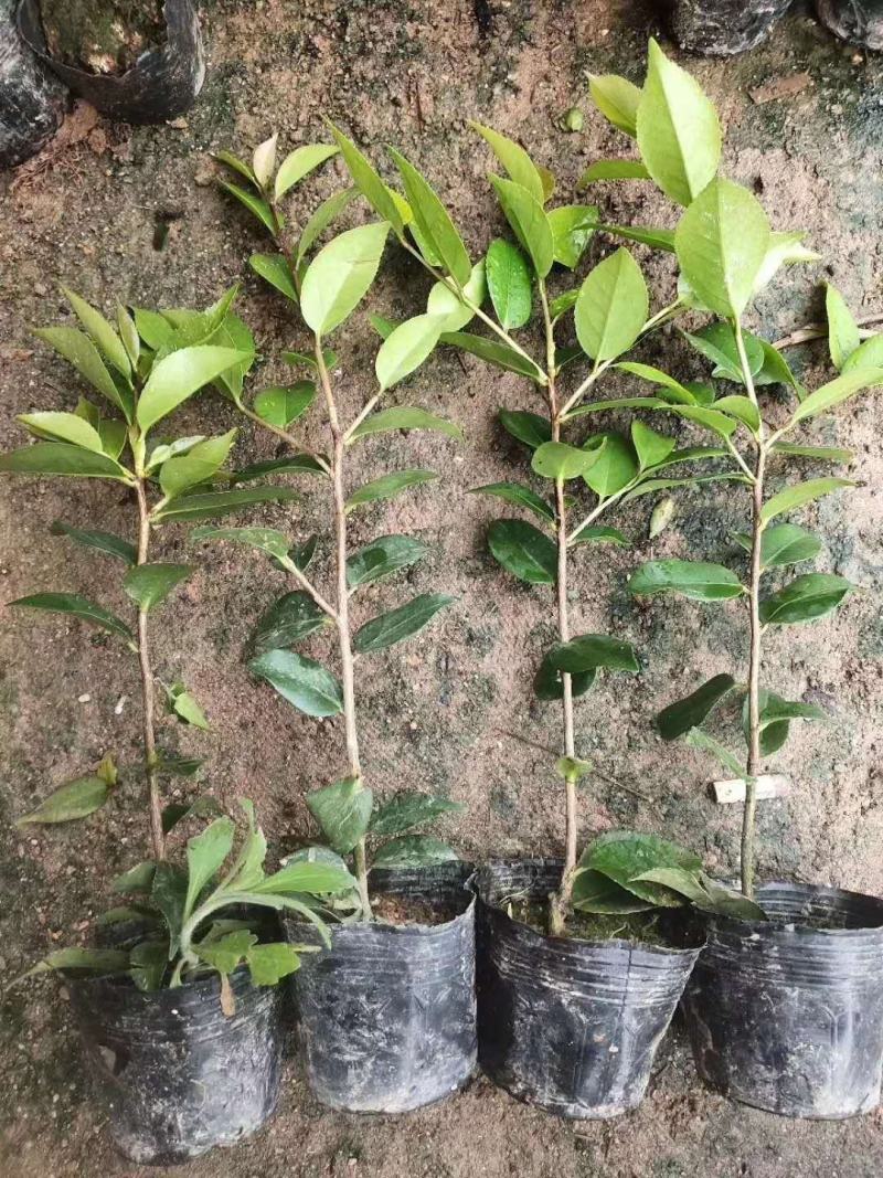 茶花苗，赤丹，香妃，金花茶，四季茶花福建龙岩永福基地直销