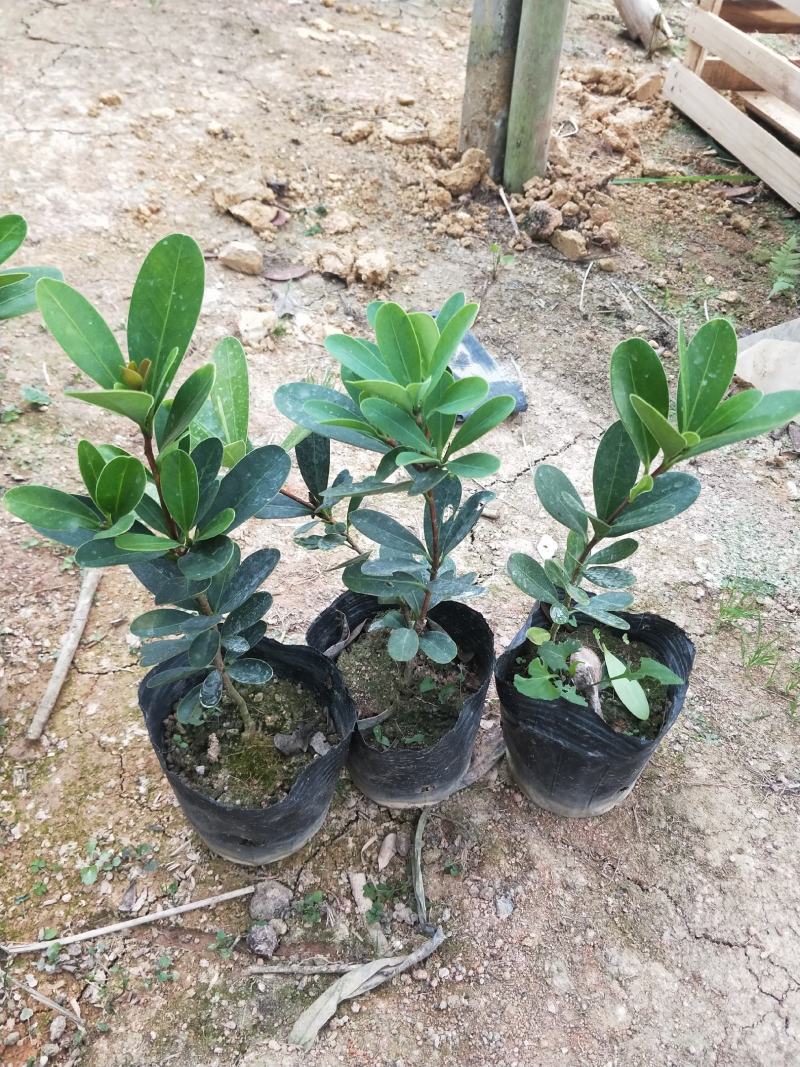 茶花苗，赤丹，香妃，金花茶，四季茶花福建龙岩永福基地直销