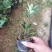 茶花苗，赤丹，香妃，金花茶，四季茶花福建龙岩永福基地直销