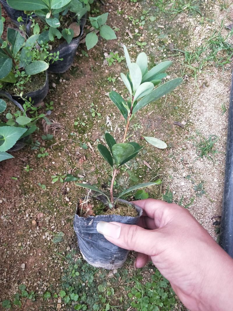 茶花苗，赤丹，香妃，金花茶，四季茶花福建龙岩永福基地直销