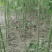 河南诚信家庭农场。大量批发两公分至十公分泡桐。原普通货。