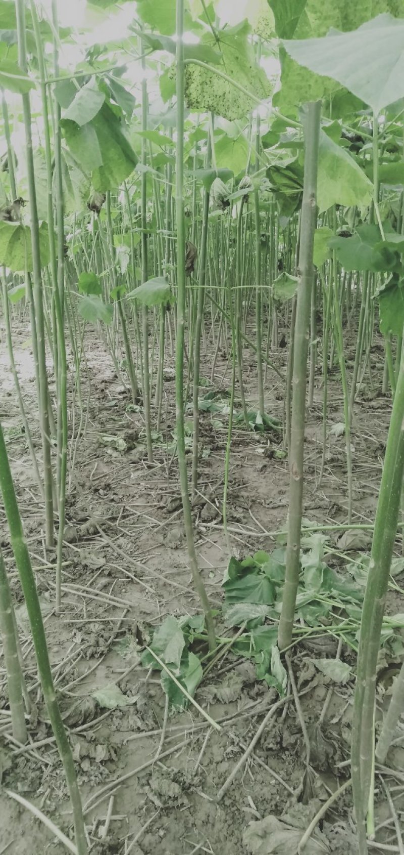 河南诚信家庭农场。大量批发两公分至十公分泡桐。原普通货。
