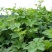 野生药材拉拉秧拉拉秧